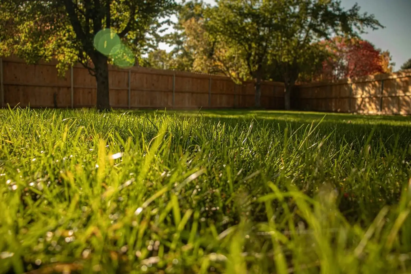Beautifully maintained yard, showcasing Integrity Turf Pros's lawn care expertise
